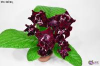 DS-Шейк (дет) - код С046