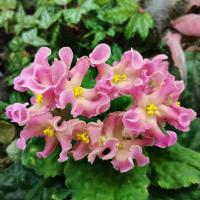 АВ-Медовая Халва (стандарт) (новинка 2022) (л/ук) - код Ф409