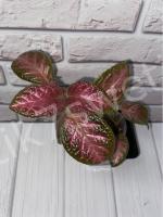 НиКа-Жгучий Перчик (сталон срез) - код Э009