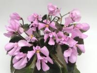 Wesley's Bubblegum Cloud (миниатюра) (дет) - код Ф962