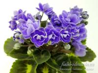 Н-Серебряный Дым (миниатюра) (л/ср) - код Ф899 **