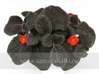 ФЛО-Шоколадный Заяц (сталон срез) - код Э026