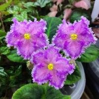 Nik-Вышивка Лентами (стандарт) (л/ук) - код Ф269