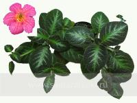 Jim's Specialty (сталон срез) - код Э034