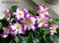 ВаТ-Белоснежка (стандарт) (л/ук) - код Ф469 **