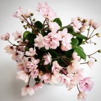 Taita Safina (трейлер) (л/ук) - код  Ф153 Taita Safina (трейлер) (л/ук) - код  Ф153