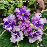 MF-Черничное Варенье (стандарт) (Новинка 2025) (л/ук) - код ф1027