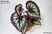 Fireworks (дет) - код Б061