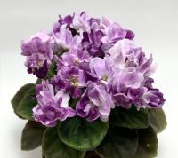 АВ-Черное Море (миниатюра) (л/ср) - код Ф528