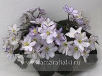 KT-Madame Tussauds (стандарт) (л/ук) - код Ф997