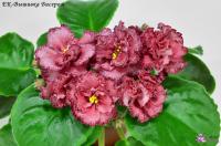 ЕК-Вышивка Бисером (стандарт) (л/ук) - код Ф755 **