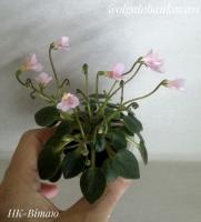 НК-Вiтаю (миниатюра) (л/ук) - код Ф569