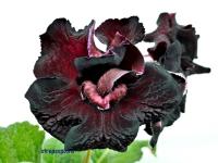 DS-1987 (дет) - С154