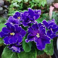 MF-Ночь в Египте (стандарт) Новинка 2025 (л/ук) - код Ф921