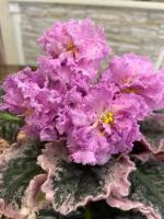 НД-Декабрист (стандарт) (л/ук) - код Ф301