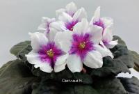 Dn-Музыка Сна (стандарт) (л/ук) - код Ф429 **