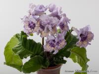 DS-1290 (дет) - С078