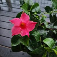 Sundaville Classic Pink (укорененный черенок) - код Д006