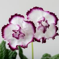 DS-Forbidden Pleasure, 2415 (Новинка) (дет) - код С039