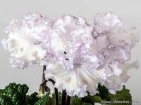 DS-1795 (дет) - код С098