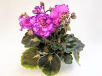 АВ-Маленькая Принцесса (миниатюра) (л/ср) - код Ф601