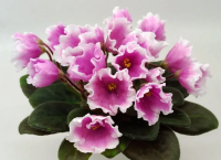 Nеss' Аngеl Ваby (миниатюра) (л/ук) - код Ф694