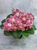 НД-Наталка-Полтавка (стандарт) (л/ук) - код Ф850