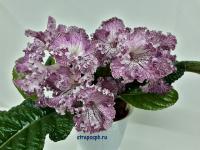 DS-2006 (дет) - С082