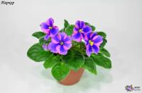 Паркер (миниатюра-химера) (п/ук) - код Ф043