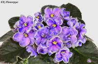 ЕК-Пиноккио (стандарт) (л/ук) - код Ф786 **