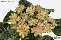 Dn-Рахат Лукум (стандарт) (л/ук) - код Ф539 **