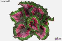 Passo Doble (л/ср) - код Б131