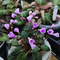 Flashy Trail (мини-трейлер) (л/ук) - код Ф325