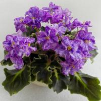 АВ-Тайна (миниатюра) (л/ук) - код Ф159