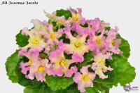 АВ-Золотая Звезда (стандарт) (л/ук) - код Ф341