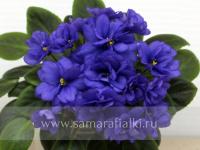 РС-Ореанда (миниатюра) (л/ук) - код Ф672 **