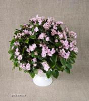 Lil' Runaround (трейлер) (л/ук) - код  Ф018