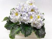 РМ-Лунный Король (стандарт) (л/ук) - код Ф933