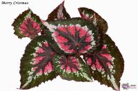 Merry Cristmas (л/ср) - код Б130