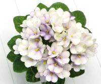 Optimara Little Trio (миниатюра) (л/ук) - код Ф122