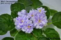 Ma's Incantation (стандарт-химера) (п/ук) - код Ф067