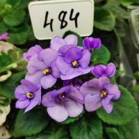 Hunter's Itsy Bitsy (миниатюра) (л/ср) - код Ф484