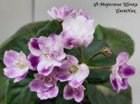 Ф-Морозные Щечки (миниатюра) (л/ср) - код Ф680