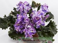 АН-Люблю Ретро (стандарт) (дет) - код Ф474