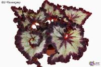 DS-Чалыкушу (л/ср) - код Б028