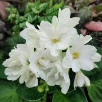 ЛЕ-Предвестник Весны (стандарт) (л/ук) - код Ф462