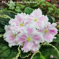 ЛЕ-Атласный Лепесток (стандарт) (л/ук) - код Ф032