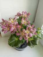 RIV-Амнезия (стандарт) (л/ук) - код Ф979