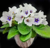 Dn-Королевство Эльфов (стандарт) (л/ук) - код Ф766