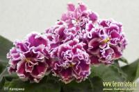 ПТ-Катерина (стандарт) (л/ук) - код Ф700 **